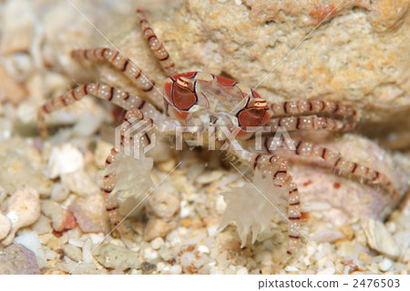 Kinchakugani 2476503