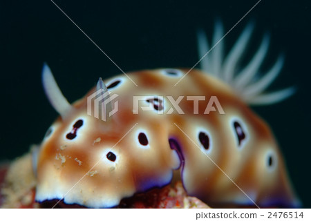 Hayumon Umizushi 2476514