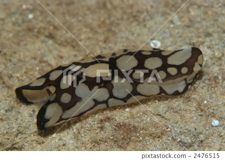 Wamon Kasewata 2476515