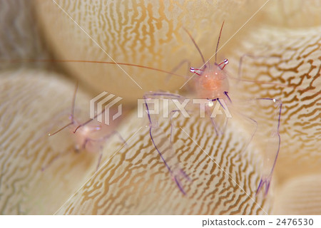 Bubble Coral Shrimp 2476530