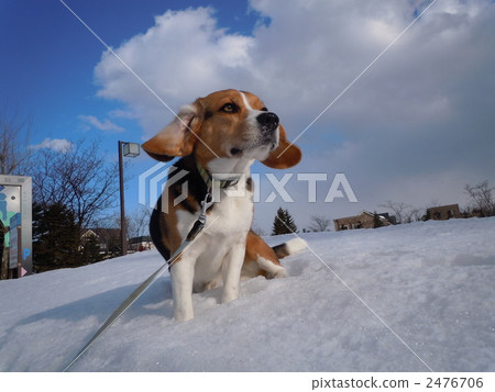 小獵犬在風中 2476706
