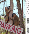 lemur, lemurs, madagascar 2476779