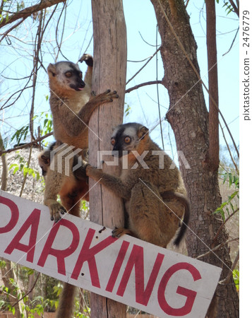 lemur, lemurs, madagascar 2476779
