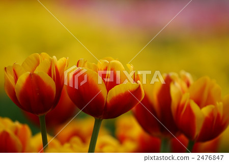 tulip field, flower garden, flower field 2476847