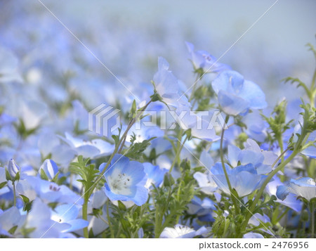 林草屬植物(一種園藝觀賞植物) 2476956