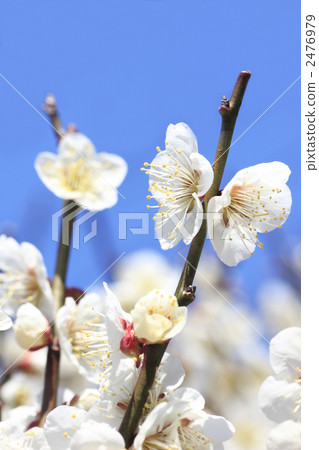 藍天和白色李子 2476979