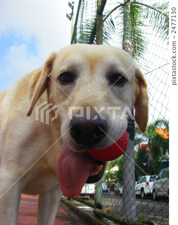 球愛拉布拉多 球愛拉布拉多 2477130