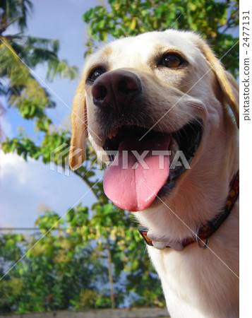 微笑的臉拉布拉多 微笑的臉拉布拉多 2477131