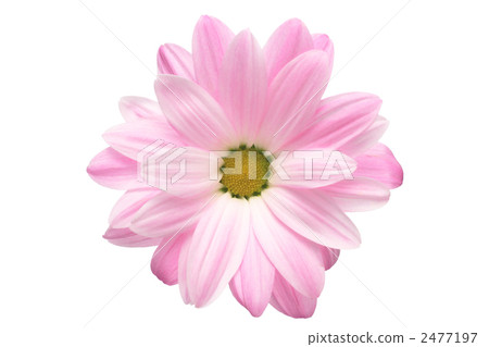 Pink spray mum 2477197