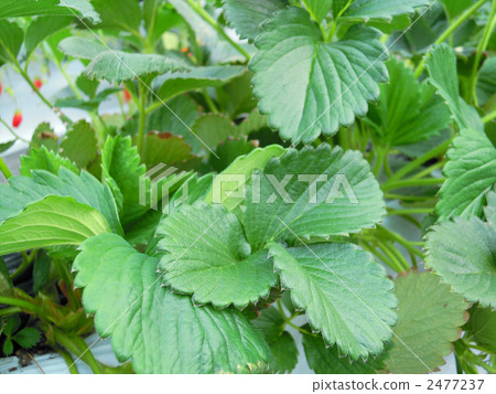 草莓葉 草莓葉 2477237