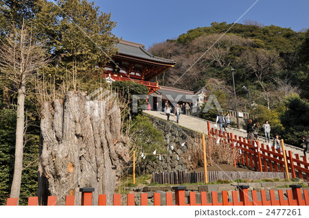 Great ginkgo of Tsuruoka Hachimangu Shrine 2477261