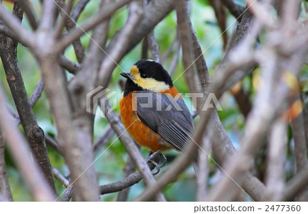 山羊藏在灌木叢中 2477360