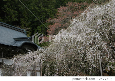 Kyoto Kanjyoji Temple Nippon Cherry Blossoms Kyoto Kanjyoji Temple Nippon Cherry Blossoms 2477408