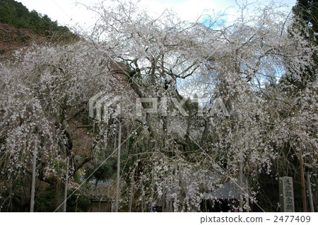 Kyoto Kanjyoji Temple Nippon Cherry Blossoms 2477409