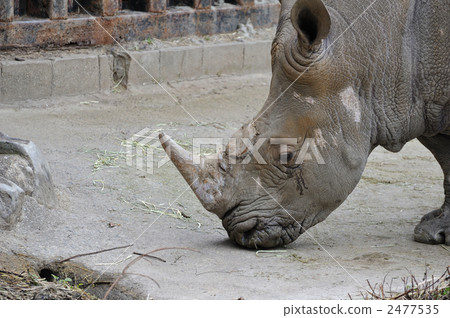 Rhino portrait 2477535