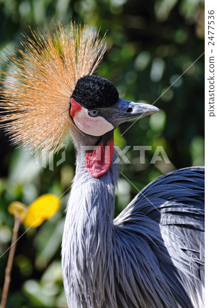 White-crowned crane 2477536