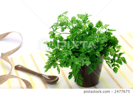 細葉芹 2477675