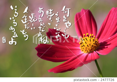 Long life 2477726