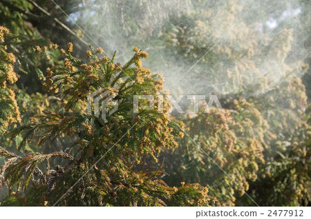 Cedar Pollen 2477912