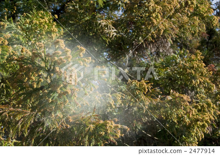 Cedar Pollen 2477914