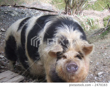 Kunekune pig 2478163