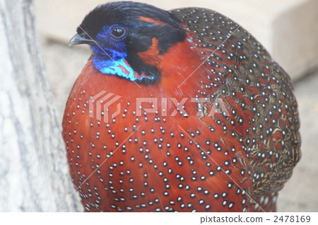 Scarlet fowl Scarlet fowl 2478169