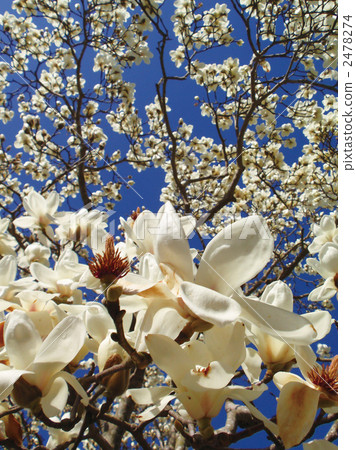 Shiraki蓮花盛開(Haku Mokuren) Shiraki蓮花盛開(Haku Mokuren) 2478274