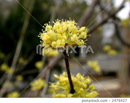 Flower of Sanshui Flower of Sanshui 2478427