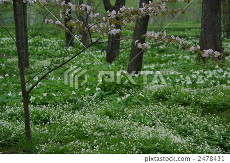wind flower, oba nano aye associative, bloom 2478431