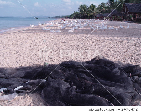 Beach · network · ducks (Phu Quoc Island / Vietnam) Beach · network · ducks (Phu Quoc Island / Vietnam) 2478472