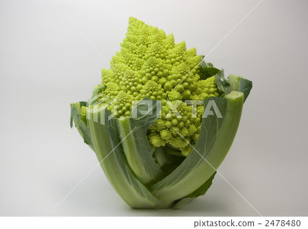 花椰菜Romanesco 花椰菜Romanesco 2478480