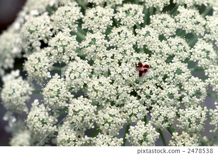 60020 Shioud 2478538