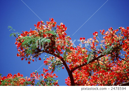 60062 Hoogoku 2478594