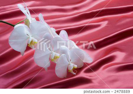 Orchid 2478889