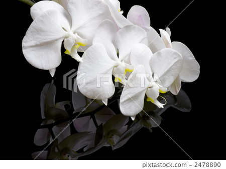 Orchid 2478890