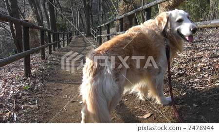 golden retriever, animal, animals 2478944