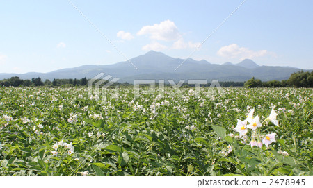 Musashidake and potato field Musashidake and potato field 2478945