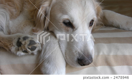golden retriever, animal, animals 2478946