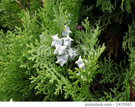 Kono Tegashiwa Kono Tegashiwa 2479365