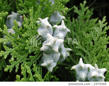 Conyote wrinkle cone 2479366