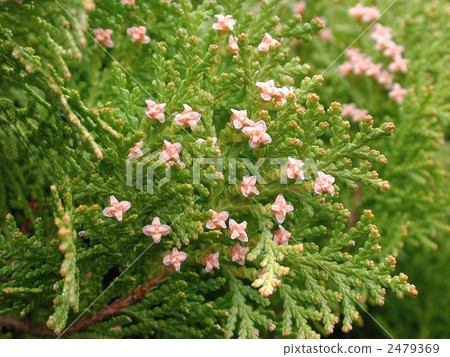 Male flower Male flower 2479369