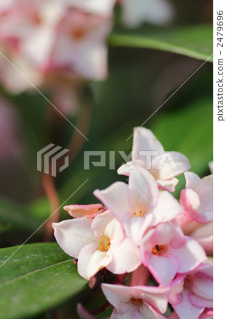 Zinbo紗布 Zinbo紗布 2479696