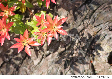 Fresh green of Asebi Fresh green of Asebi 2479707