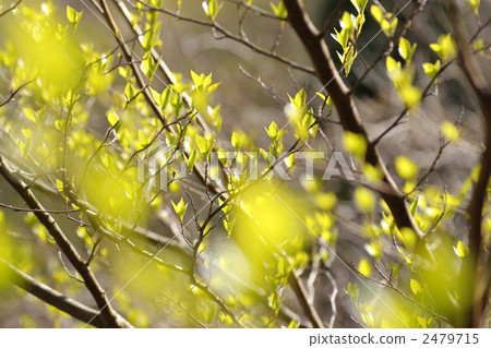 Egonok發芽 2479715