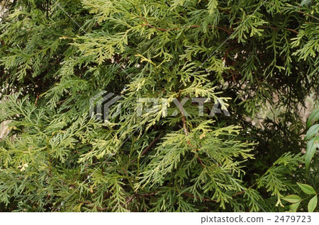 Asnalo Asnalo 2479723