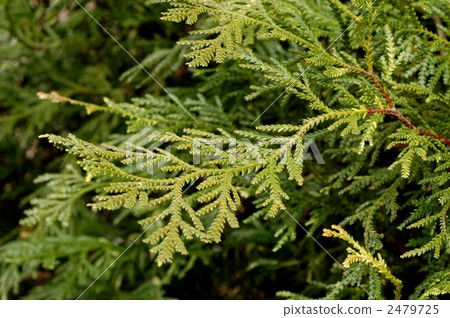 Asnalo Asnalo 2479725