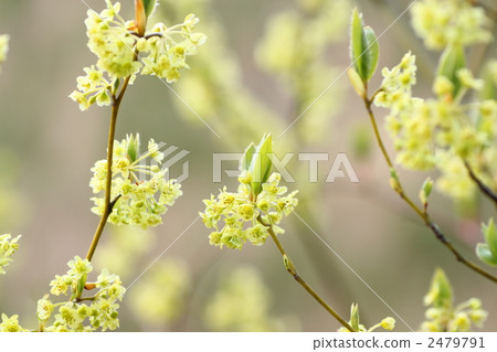 Kuromoji flower Kuromoji flower 2479791