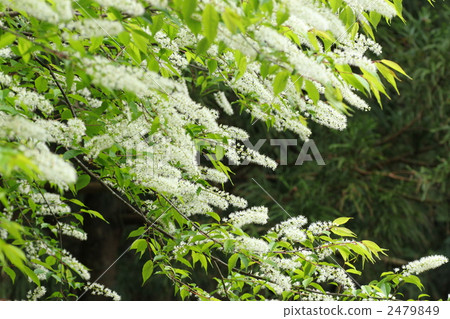 Uwamizuzakura 2479849