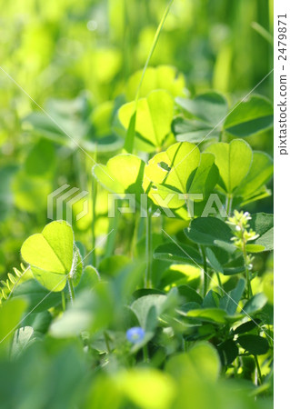 Clover leaves Clover leaves 2479871