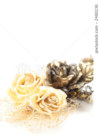 rose	 2480236